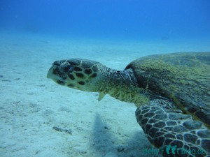 Ägypten - Hurghada - itchyfeetblog.de