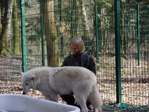 Begrüßung im Wolfsgehege