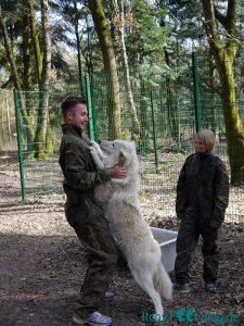 Begrüßung im Wolfsgehege