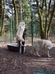 Begrüßung im Wolfsgehege