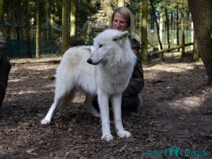 Wolfcenter Dörverden - Besuch im Gehege