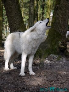 Wolfcenter Dörverden - Besuch im Gehege