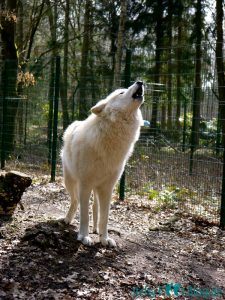 Wolfcenter Dörverden - Besuch im Gehege