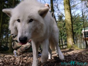 Wolfcenter Dörverden - Besuch im Gehege