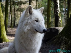 Wolfcenter Dörverden - Besuch im Gehege